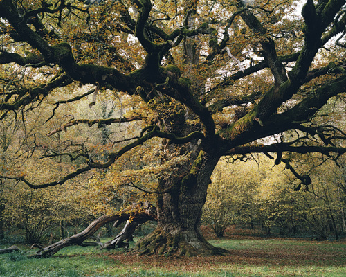 Ambroise Tézenas - Confinée par nature 